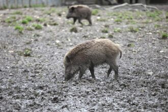 Fast 3.000 verstrahlte Wildschweine identifiziert und getötet