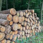 Holzeinschlag deutlich gesunken - Schadholzaufkommen halbiert
