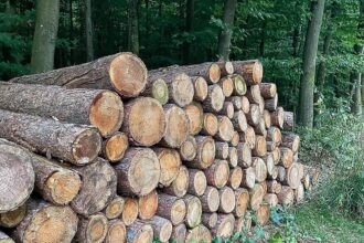 Holzeinschlag deutlich gesunken - Schadholzaufkommen halbiert