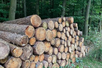 Holzeinschlag deutlich gesunken - Schadholzaufkommen halbiert