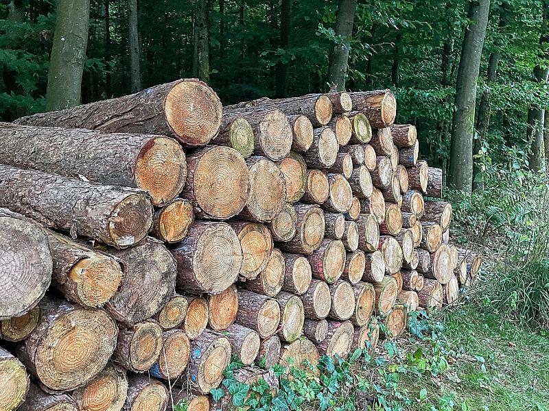 Holzeinschlag deutlich gesunken - Schadholzaufkommen halbiert