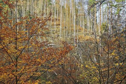 Wolf nach Vorfall in Hamburg ausgewildert